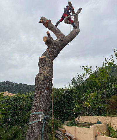 Entreprise d'élagage à Vallauris (06220) et à Vallauris (06220) dans les Alpes Maritimes (06)