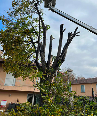  Élagueurs paysagistes à Vallauris (06220) - M-Bourgois dans les Alpes-Maritimes (06)