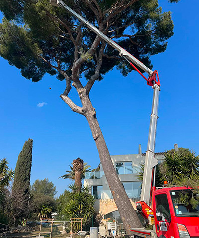 Entreprise d'élagage à Vallauris (06220) et à Vallauris (06220) dans les Alpes Maritimes (06)