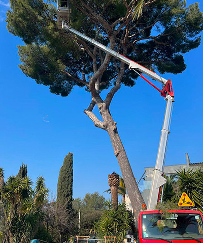 Entreprise d'élagage à Vallauris (06220) et à Vallauris (06220) dans les Alpes Maritimes (06)