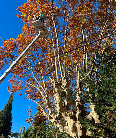  Élagueurs paysagistes à Vallauris (06220) - M-Bourgois dans les Alpes-Maritimes (06)