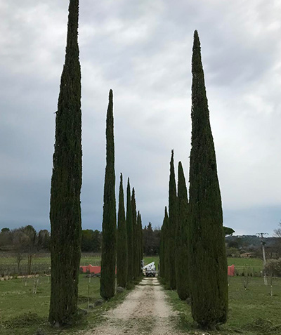  Élagueurs paysagistes à Vallauris (06220) - M-Bourgois dans les Alpes-Maritimes (06)