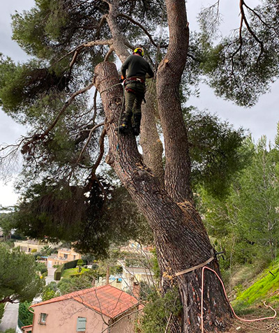Entreprise d'élagage à Vallauris (06220) et à Vallauris (06220) dans les Alpes Maritimes (06)