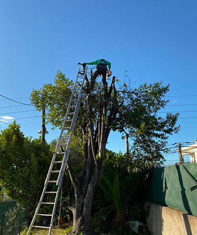 Entreprise d'élagage à Vallauris (06220) et à Vallauris (06220) dans les Alpes Maritimes (06)