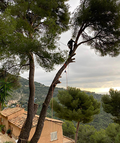 Entreprise d'élagage à Vallauris (06220) et à Vallauris (06220) dans les Alpes Maritimes (06)