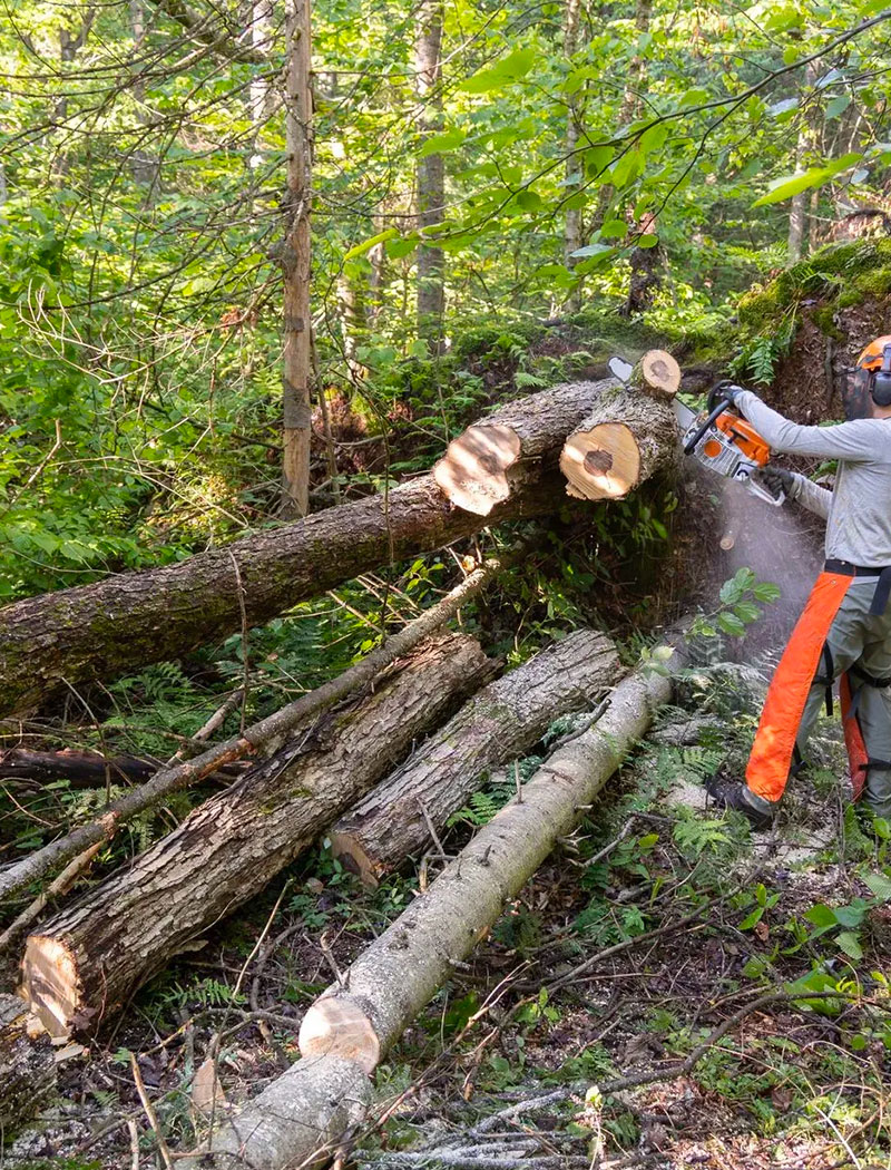 Abattre un arbre en toute sécurité Vallauris (06220) dans les Alpes Maritimes (06)