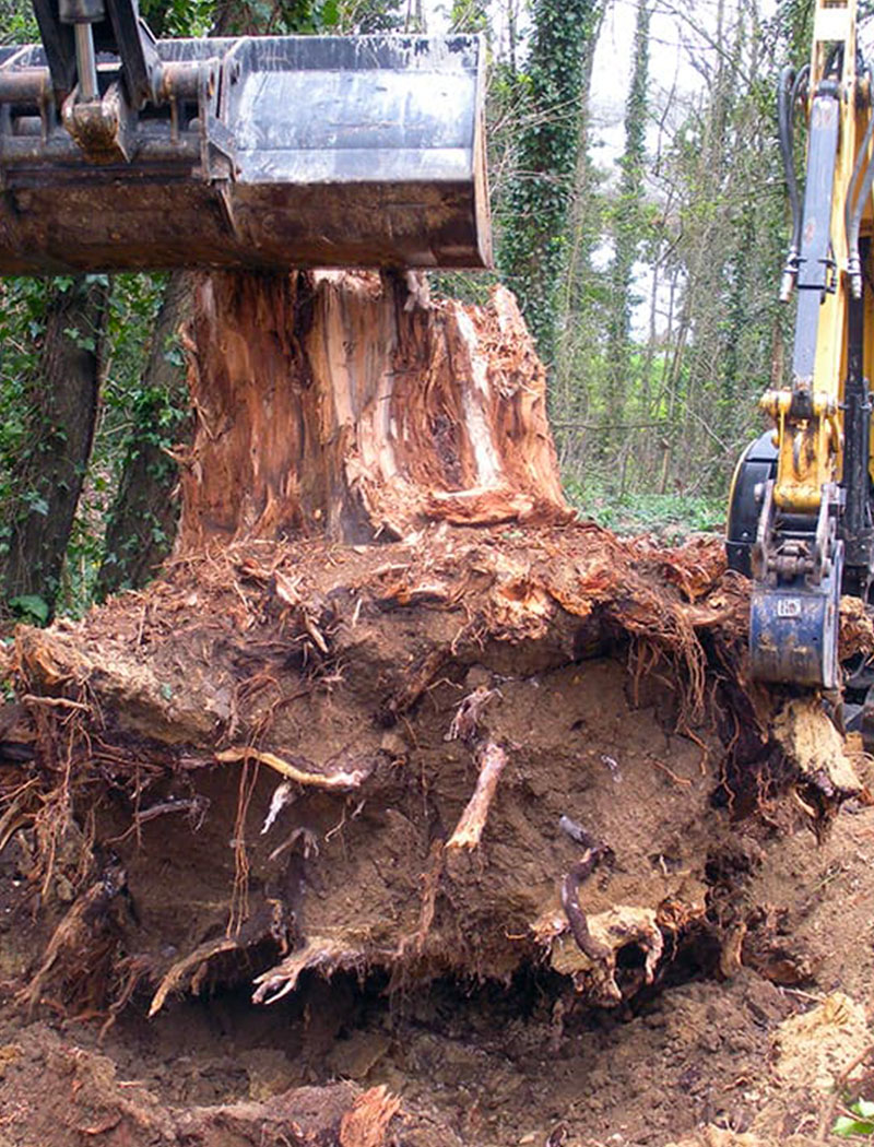 Extraction de souche d'arbre à Vallauris (06220) dans les Alpes Maritimes (06)