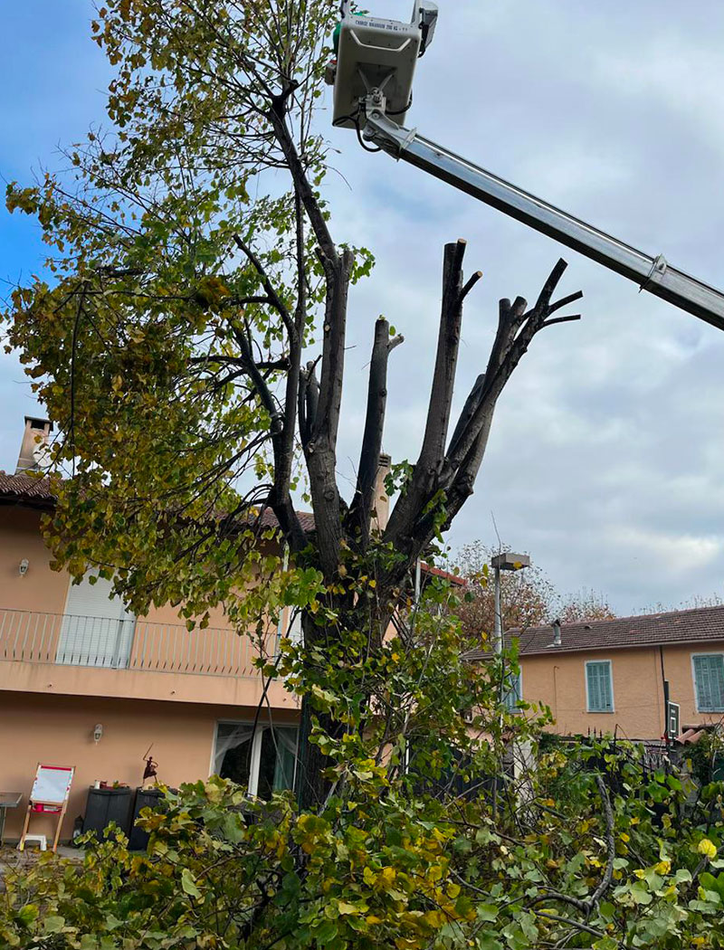 Entreprise d'élagage à Vallauris (06220) dans les Alpes Maritimes (06)