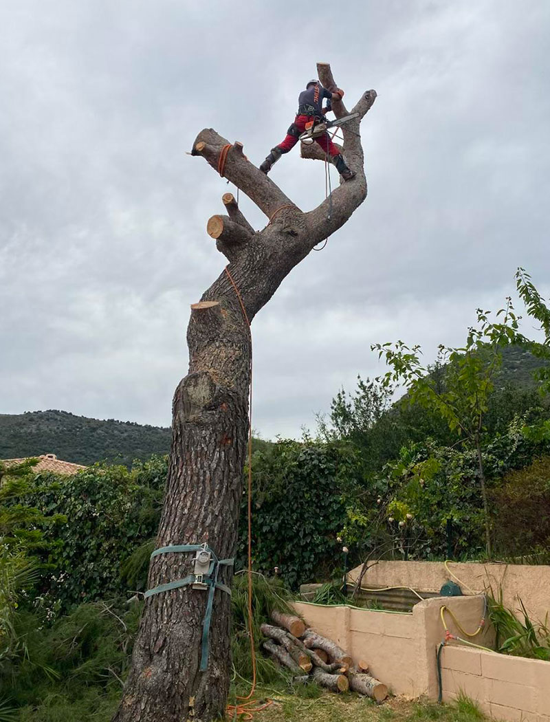 M-Bourgois, artisans élagueurs Vallauris (06220) dans les Alpes Maritimes (06)