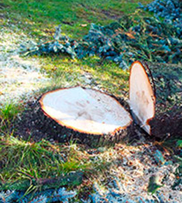 Abattage d’Arbres à Vallauris (06220) dans les Alpes Maritimes (06)