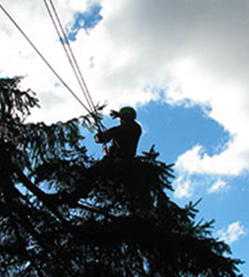 Entreprise d'élagage à Vallauris (06220) dans les Alpes Maritimes (06)
