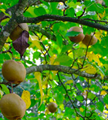 Taille Arbres Fruitiers Vallauris (06220) dans les Alpes Maritimes (06)